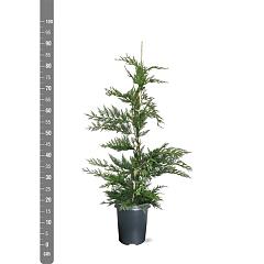 Cupressocyparis leylandii