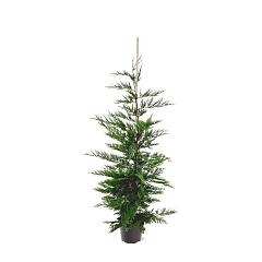 Cupressocyparis leylandii