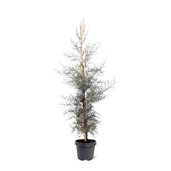 Cupressus ariz. 'Glauca'
