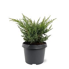 Juniperus chin. 'Blaauw'