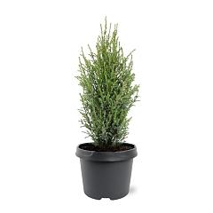 Juniperus comm. 'Compressa'