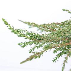 Juniperus comm. 'Green Carpet'