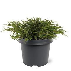 Juniperus comm. 'Repanda'