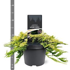 Juniperus hor. 'Golden Carpet'