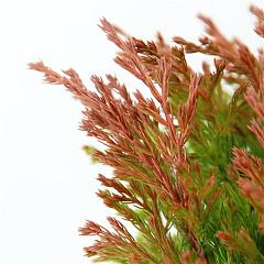 Juniperus hor. 'Limeglow'