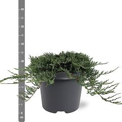 Juniperus hor. 'Wiltonii'