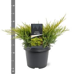 Juniperus pf. 'Gold Coast'