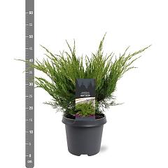 Juniperus pf. 'Mint Julep'