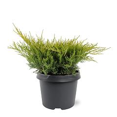 Juniperus pf. 'Old Gold'