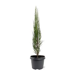 Juniperus scop. 'Blue Arrow'