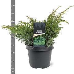 Juniperus squamata 'Blue Swede'