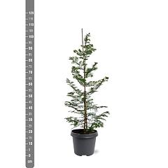 Metasequoia glyptostroboides