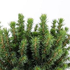 Picea glauca 'Alberta Globe'