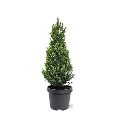 Picea glauca 'Perfecta'