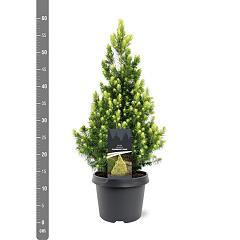 Picea glauca 'Rainbow's End'