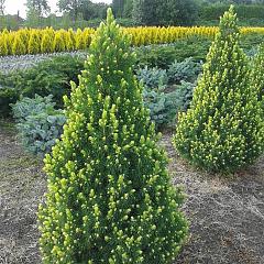 Picea glauca 'Rainbow's End'