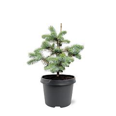Picea pungens 'Blue Diamond'