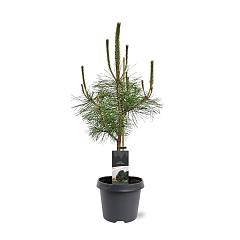 Pinus nigra nigra