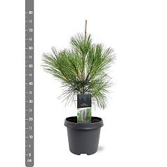 Pinus wallichiana