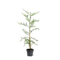 Sequoia sempervirens