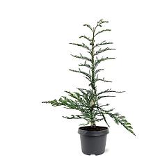 Sequoia sempervirens 'Steel Blue'