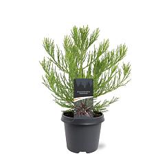 Sequoiadendron giganteum