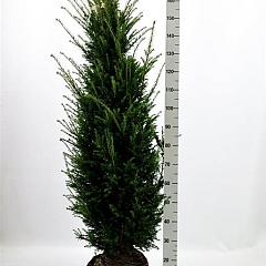 Taxus baccata