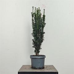 Taxus b. 'Black Tower'