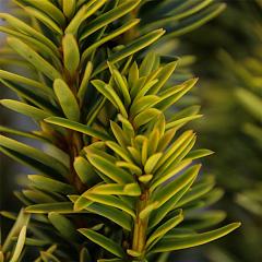 Taxus b. 'David'