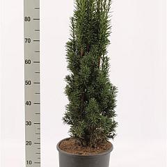 Taxus b. 'Fastigiata Robusta'