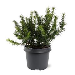 Taxus b. 'Repandens'