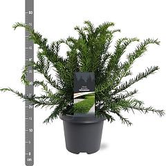 Taxus b. 'Repandens'