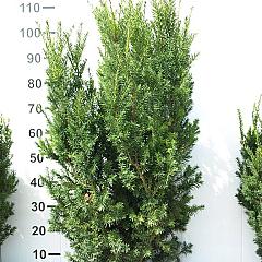 Taxus media 'Hicksii'