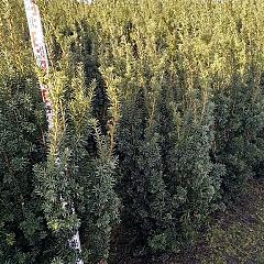Taxus media 'Hicksii'