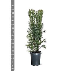 Taxus media 'Hicksii'