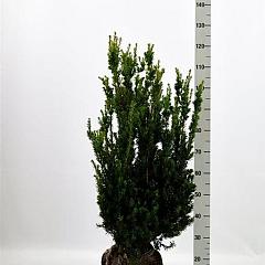 Taxus media 'Hillii'