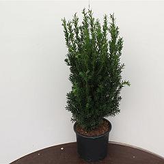 Taxus media 'Hillii'