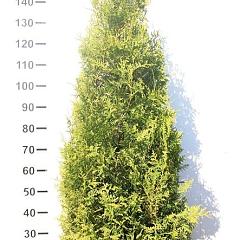 Thuja occ. 'Brabant'