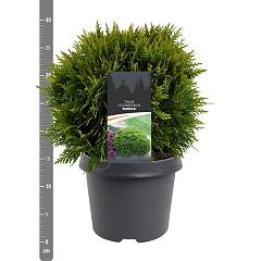 Thuja occ. 'Danica'