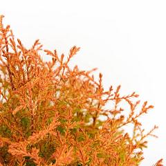 Thuja occ. 'Fire Chief'