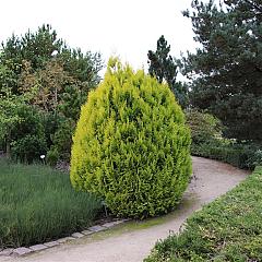 Thuja pl. '4ever Goldy'(R)