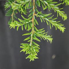 Tsuga can. 'Cole's Prostrate'
