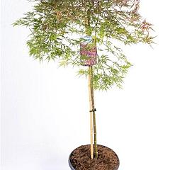 Acer pal. 'Orangeola'