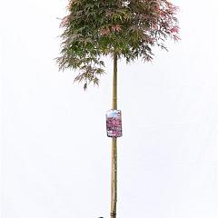 Acer pal. 'Orangeola'
