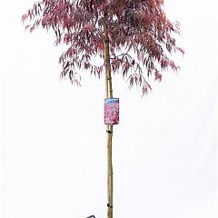 Acer pal. 'Tamukeyama'