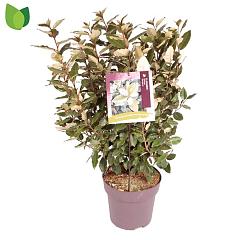 Elaeagnus ebb. 'Compacta'