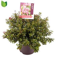Escallonia 'Red Dream'