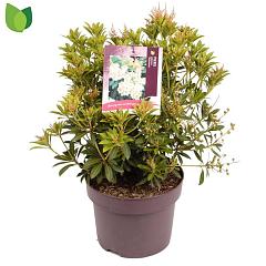Pieris jap. 'Debutante'