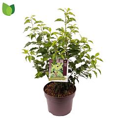 Prunus l. 'Angustifolia'