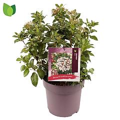 Viburnum tinus